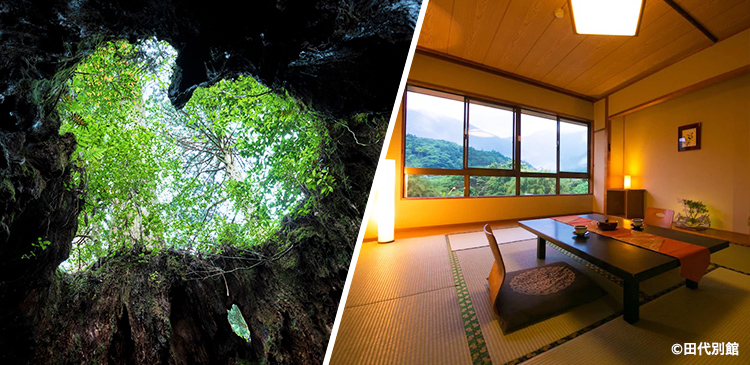 屋久島（鹿児島）ツアー写真