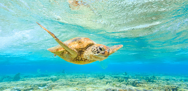 オーストラリア│ケアンズ ツアー写真