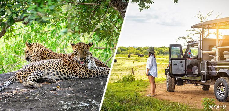 ヤーラ国立公園ジープサファリ4回付き ツアー写真