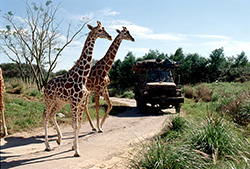 ウォルト ディズニー ワールド 海外旅行 海外ツアーなら 旅工房