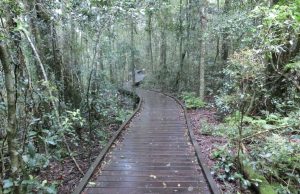 世界遺産の森でネイチャー体験！ゴールドコーストおすすめアクティビティ