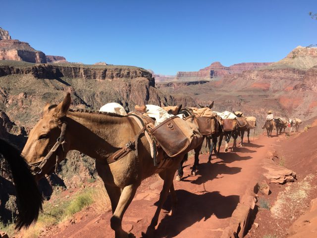 America_South_Kaibab_Trail_Head_005""